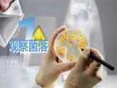新人教版（2024）生物七年级上册--2.3.1微生物的分布（课件）