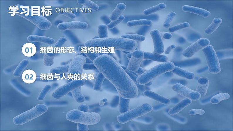 新人教版（2024）生物七年级上册--2.3.2细菌（课件）02