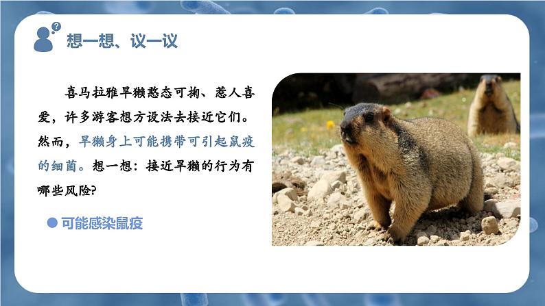 新人教版（2024）生物七年级上册--2.3.2细菌（课件）03