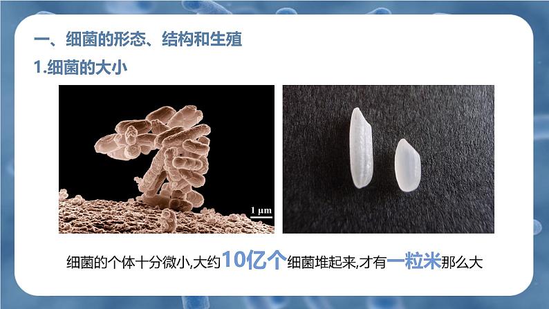 新人教版（2024）生物七年级上册--2.3.2细菌（课件）04