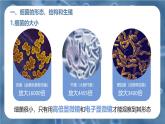 新人教版（2024）生物七年級(jí)上冊(cè)--2.3.2細(xì)菌（課件）