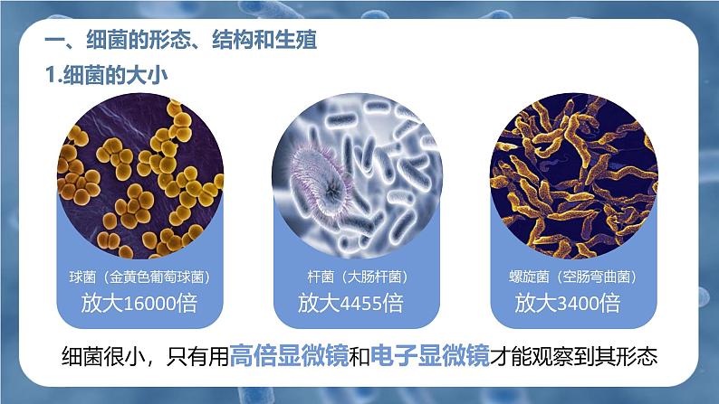 新人教版（2024）生物七年级上册--2.3.2细菌（课件）05