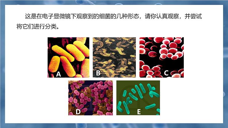 新人教版（2024）生物七年级上册--2.3.2细菌（课件）06