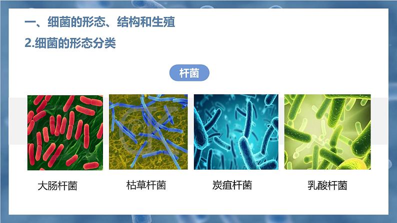 新人教版（2024）生物七年级上册--2.3.2细菌（课件）08