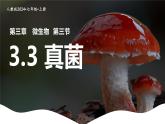 新人教版（2024）生物七年级上册--2.3.3真菌（课件）