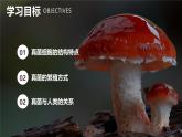 新人教版（2024）生物七年级上册--2.3.3真菌（课件）