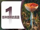 新人教版（2024）生物七年级上册--2.3.3真菌（课件）