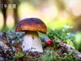 新人教版（2024）生物七年级上册--2.3.3真菌（课件）