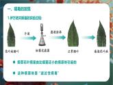 新人教版（2024）生物七年級上冊--2.3.4病毒（課件）