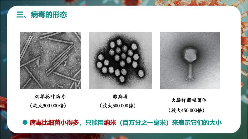 新人教版（2024）生物七年级上册--2.3.4病毒（课件）08