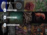 新人教版（2024）生物七年级上册--2.4.1尝试对生物进行分类（课件）