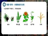 新人教版（2024）生物七年级上册--2.4.1尝试对生物进行分类（课件）