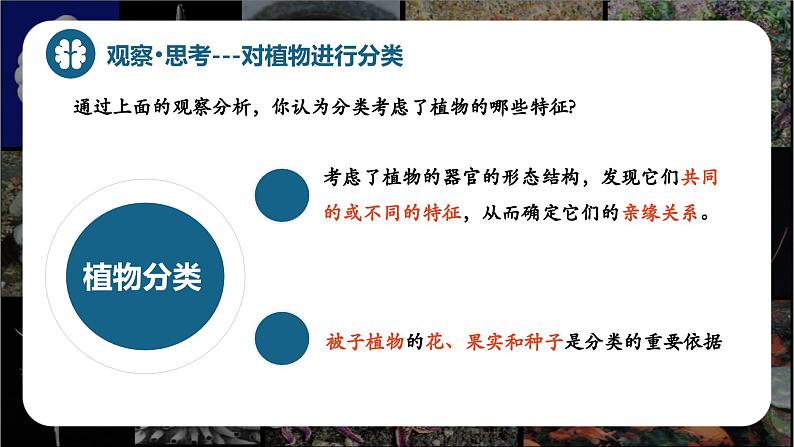 新人教版（2024）生物七年级上册--2.4.1尝试对生物进行分类（课件）07