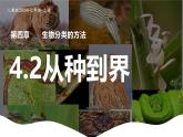 新人教版（2024）生物七年级上册--2.4.2从种到界pptx（课件）
