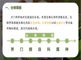 新人教版（2024）生物七年级上册--2.4.2从种到界pptx（课件）
