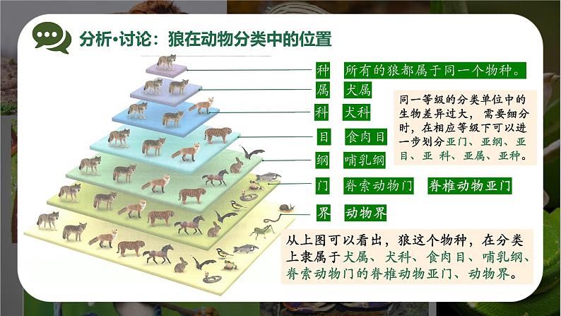 新人教版（2024）生物七年级上册--2.4.2从种到界pptx（课件）07