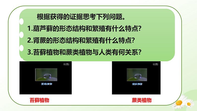 【核心素养】冀少版（2024）生物七年级上册 2.1.2  植物（一、苔藓植物和蕨类植物） 同步课件+同步练习05