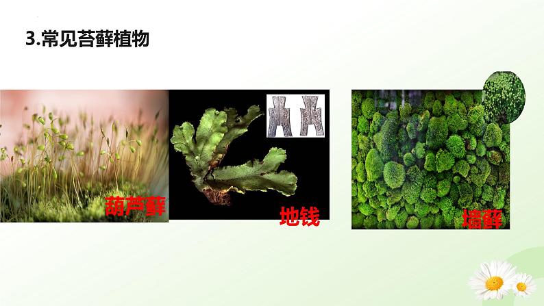 【核心素养】冀少版（2024）生物七年级上册 2.1.2  植物（一、苔藓植物和蕨类植物） 同步课件+同步练习08