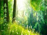苏教版（2024）七年级生物上册课件 2.3.1 藻类和苔藓植物、蕨类植物