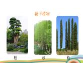 苏教版（2024）七年级生物上册课件 2.3.2 种子植物