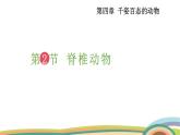 苏教版（2024）七年级生物上册课件 2.4.2 脊椎动物