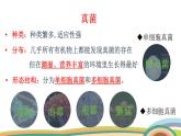 苏教版（2024）七年级生物上册课件 2.5.1 真菌、细菌和病毒