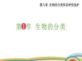 苏教版（2024）七年级生物上册课件 2.6.1  生物的分类