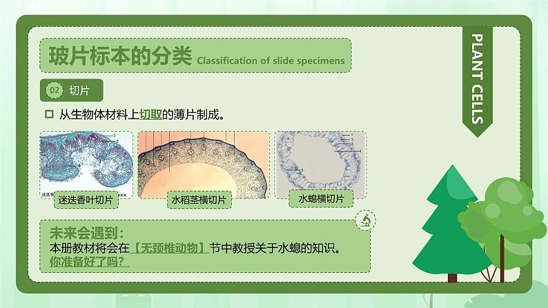 人教版（2024）初中生物学七年级上册1.2.2《植物细胞》课件＋教案+学案+分层练习07