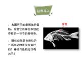 鲁科五四版八年级上册 7.1.4 鱼类 课件