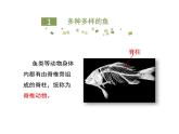 鲁科五四版八年级上册 7.1.4 鱼类 课件