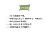 鲁科五四版八年级上册 7.1.6 鸟类 课件