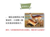 鲁科五四版八年级上册 7.1.7 哺乳类 课件