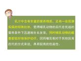 鲁科五四版八年级上册 7.1.7 哺乳类 课件