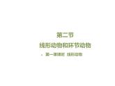 鲁科五四版八年级上册 7.1.2 线形动物和环节动物（第1课时） 课件