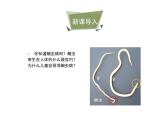 鲁科五四版八年级上册 7.1.2 线形动物和环节动物（第1课时） 课件