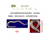 鲁科五四版八年级上册 7.1.2 线形动物和环节动物（第1课时） 课件