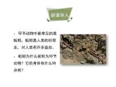 鲁科五四版八年级上册 7.1.2 线形动物和环节动物（第2课时） 课件