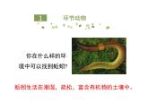 鲁科五四版八年级上册 7.1.2 线形动物和环节动物（第2课时） 课件