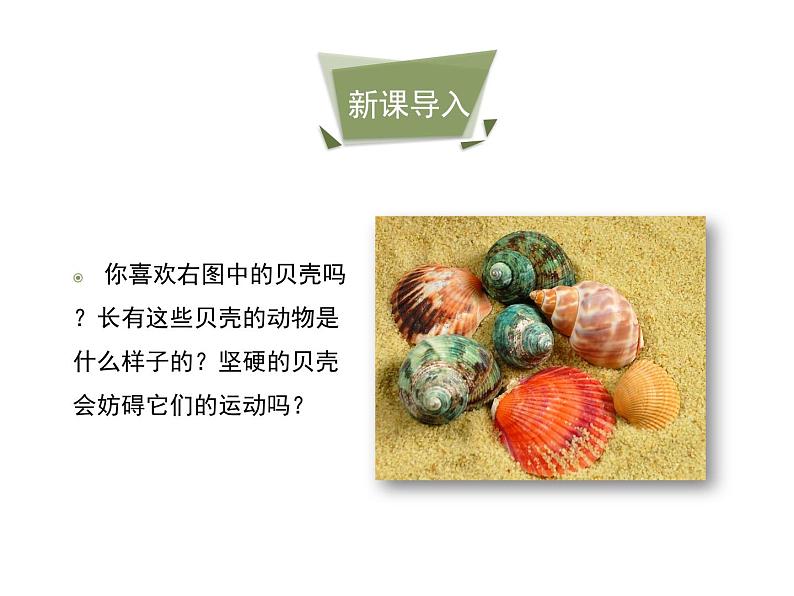 鲁科五四版八年级上册 7.1.3 软体动物与节肢动物（第1课时） 课件03