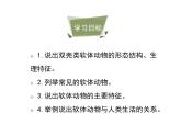 鲁科五四版八年级上册 7.1.3 软体动物与节肢动物（第1课时） 课件