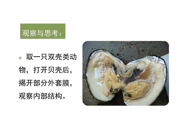 鲁科五四版八年级上册 7.1.3 软体动物与节肢动物（第1课时） 课件06