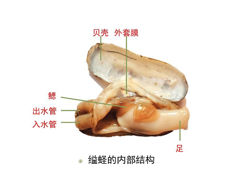 鲁科五四版八年级上册 7.1.3 软体动物与节肢动物（第1课时） 课件07
