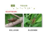 鲁科五四版八年级上册 7.1.3 软体动物与节肢动物（第2课时） 课件