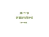 鲁科五四版八年级上册 7.1.5 两栖类和爬行类（第1课时） 课件