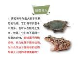 鲁科五四版八年级上册 7.1.5 两栖类和爬行类（第1课时） 课件