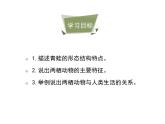 鲁科五四版八年级上册 7.1.5 两栖类和爬行类（第1课时） 课件