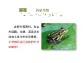 鲁科五四版八年级上册 7.1.5 两栖类和爬行类（第1课时） 课件