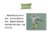 鲁科五四版八年级上册 7.1.5 两栖类和爬行类（第2课时） 课件