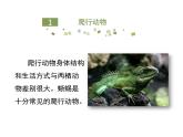 鲁科五四版八年级上册 7.1.5 两栖类和爬行类（第2课时） 课件
