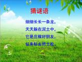 生物鲁科五四版八年级上册 7.1.2线形动物和环节动物 课件